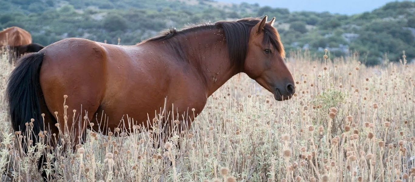 Δασκάλα διαβάζει παραμύθι στους μαθητές της όταν... ασυγκράτητα άλογα από πίσω της αρχίζουν να συνευρίσκονται (βίντεο)